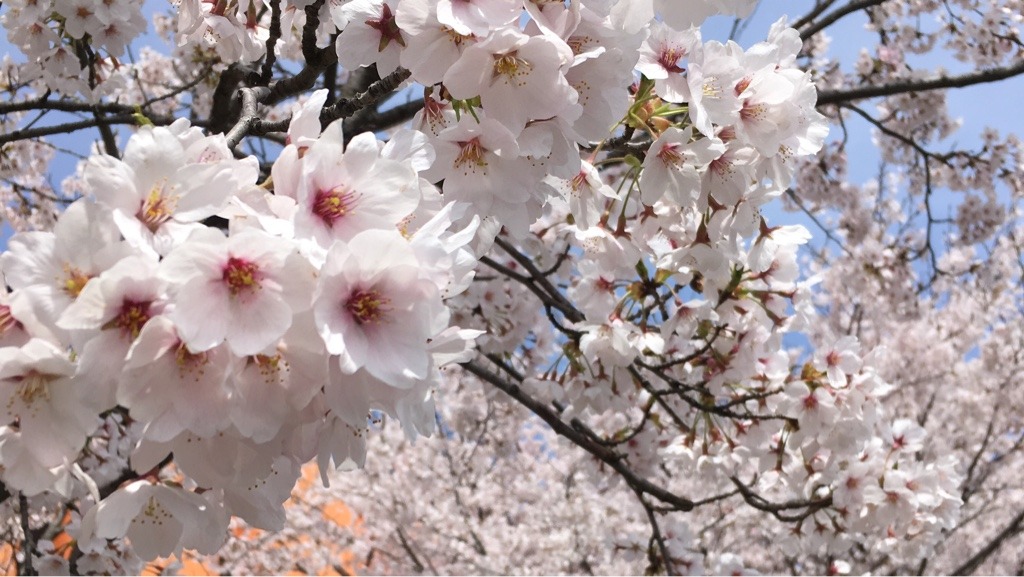 cherryblossom