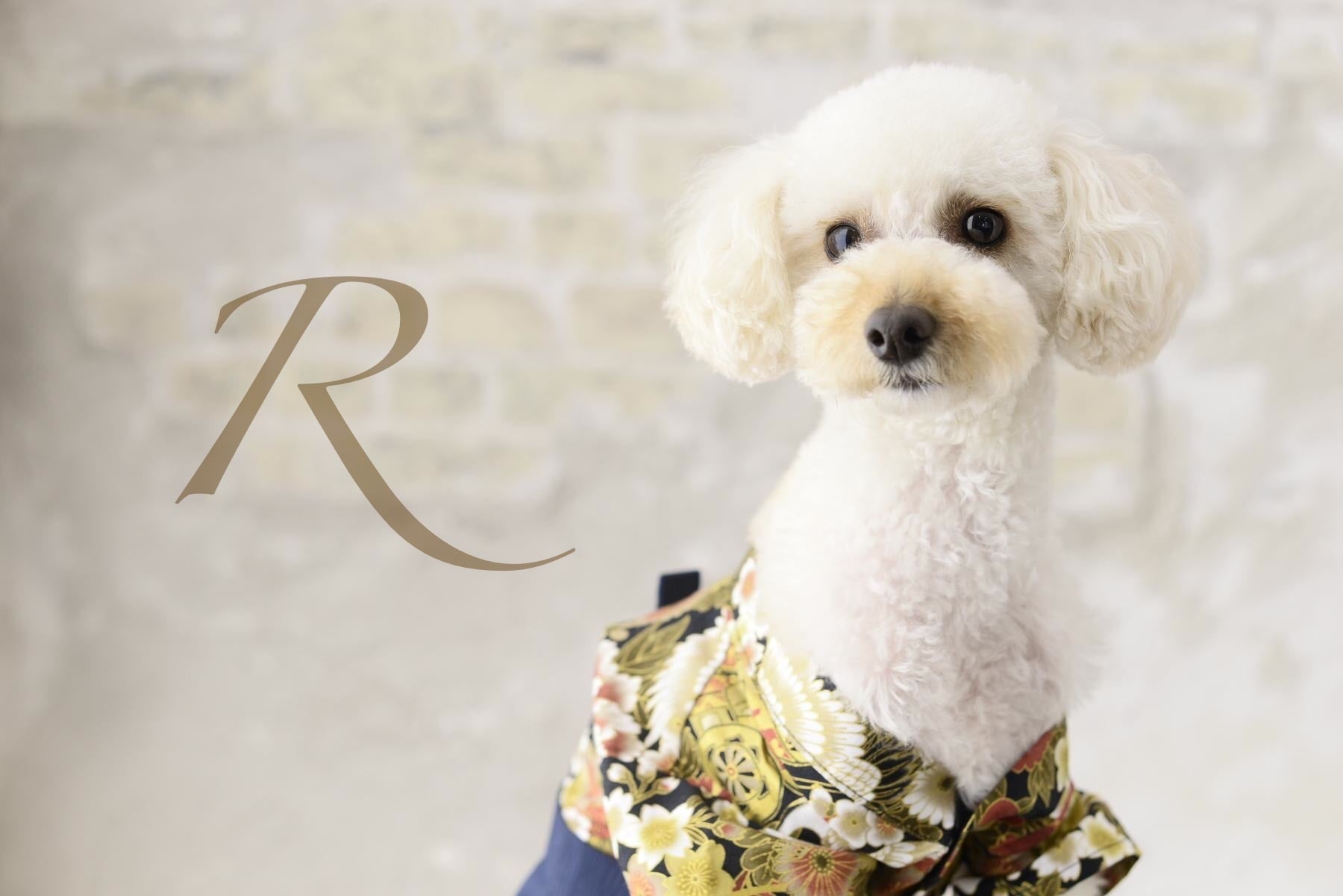 犬服　R（アール）
