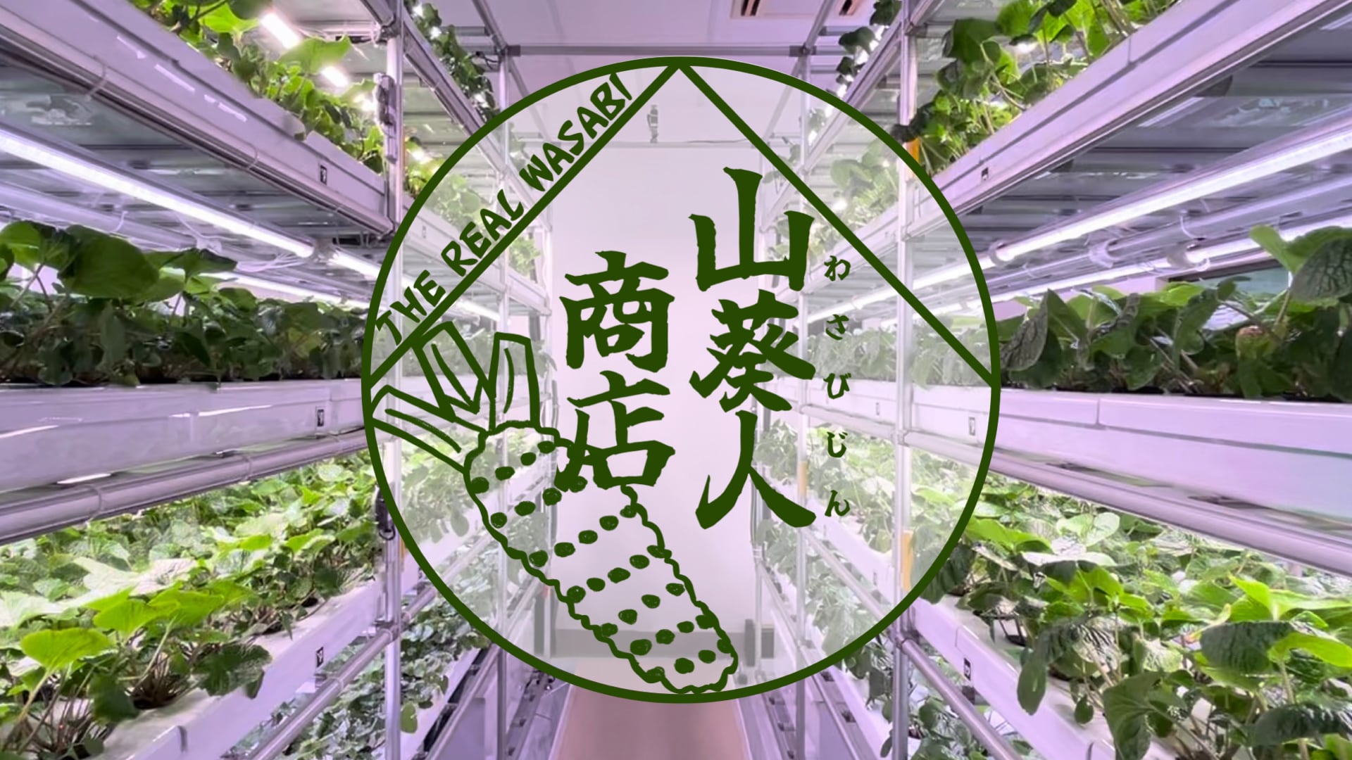 山葵人商店