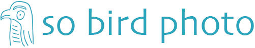 so bird photo