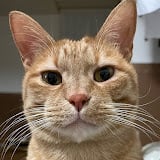 猫ですけどなにか？オリジナルグッズショップ