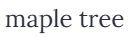 mapletree