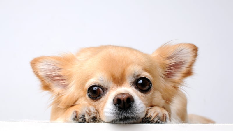 I Dog U愛犬専門店