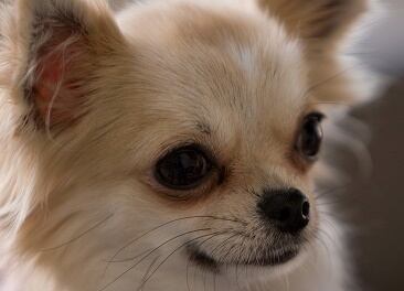 フィフィアンドロメオ　犬用　カシミアバンダナ2点セット フィフィアンドロメオ 犬用 カシミアバンダナ2点セット - メルカリ