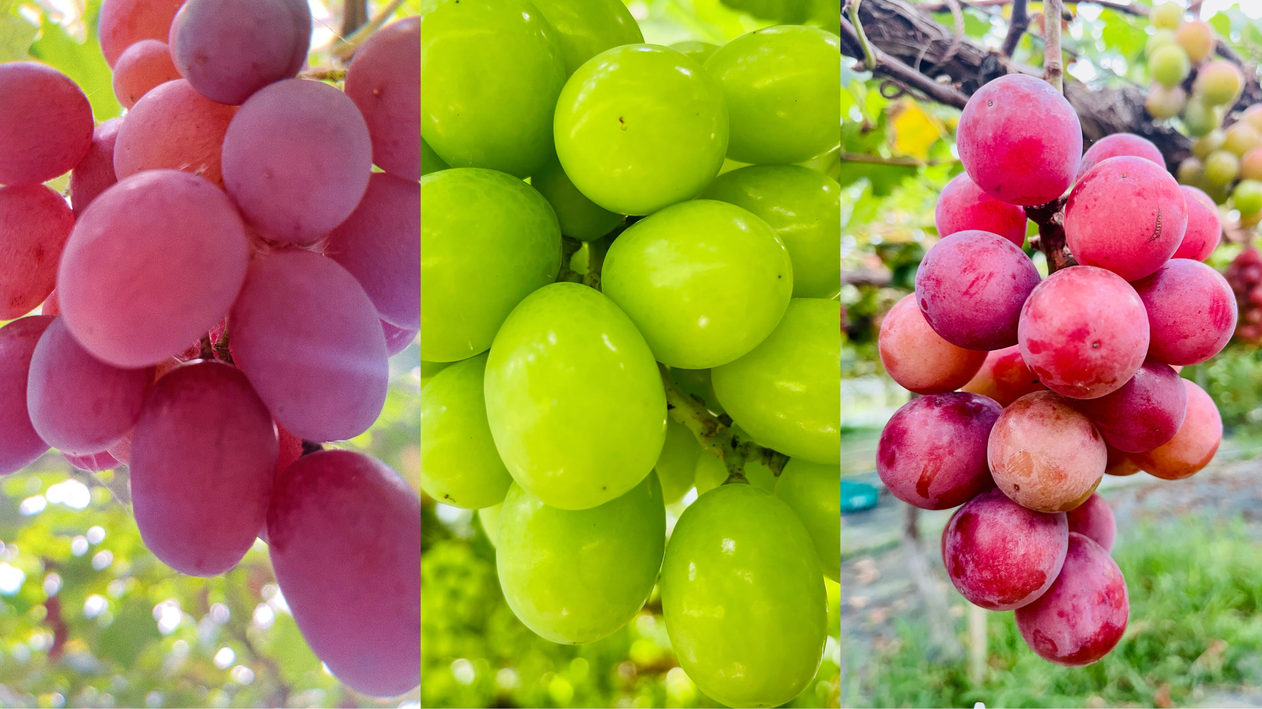 百合アグリファーム