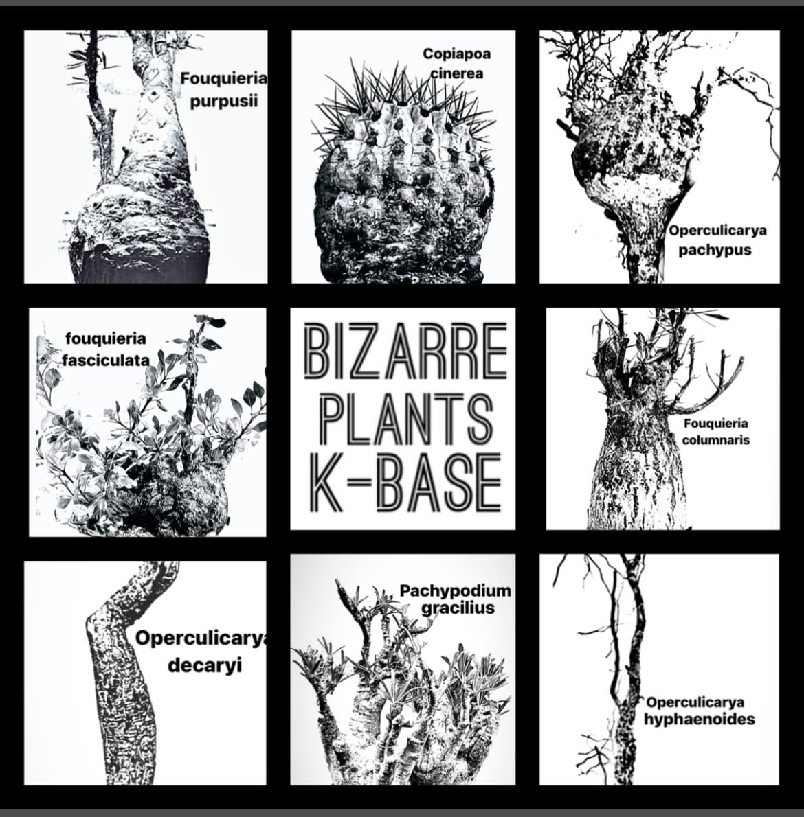 BIZARRE PLANTS K-BASE