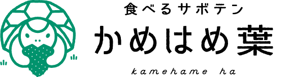 食べるサボテン　かめはめ葉