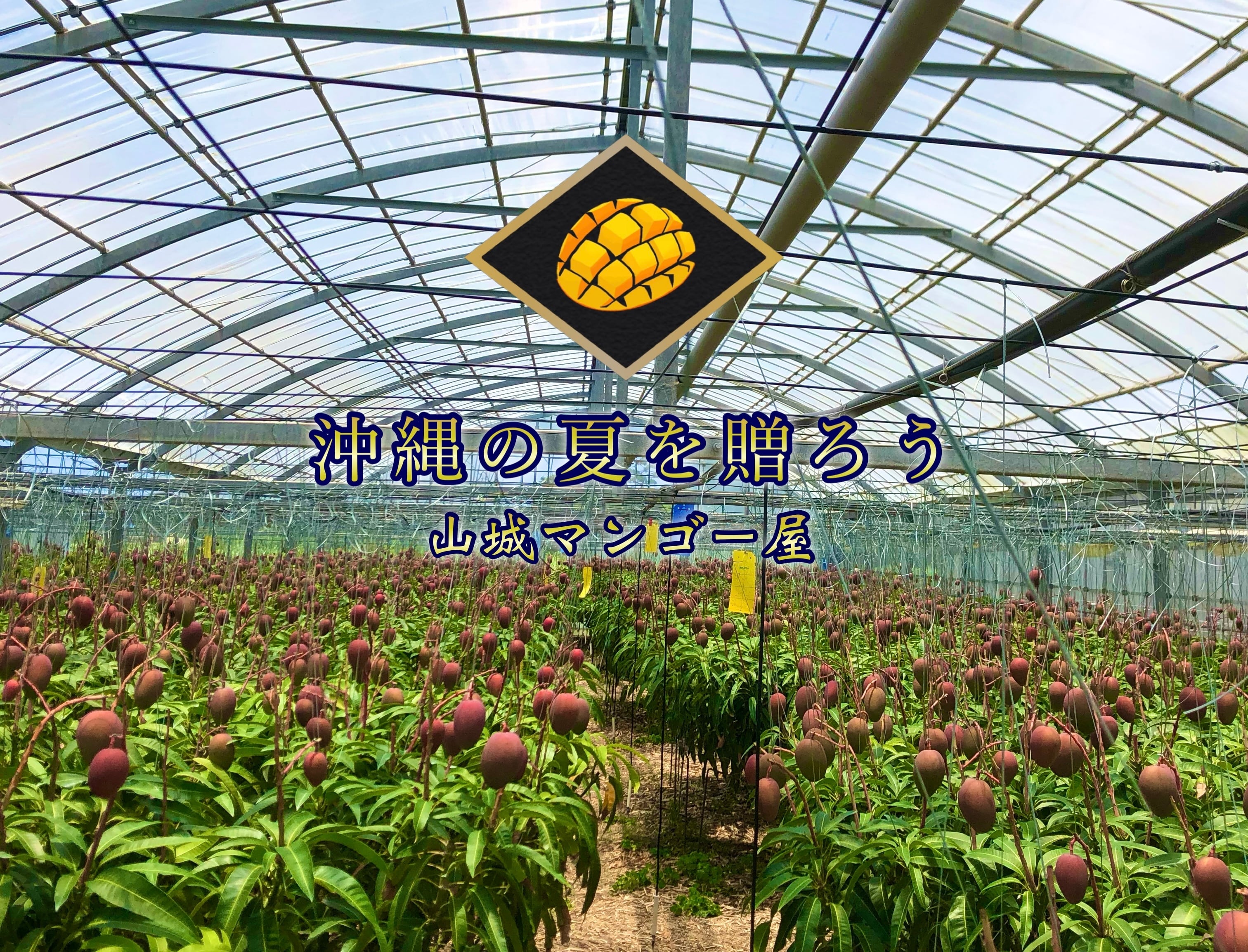 山城マンゴー屋