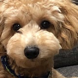 トイプードルのロアくんオリジナルグッズショップ