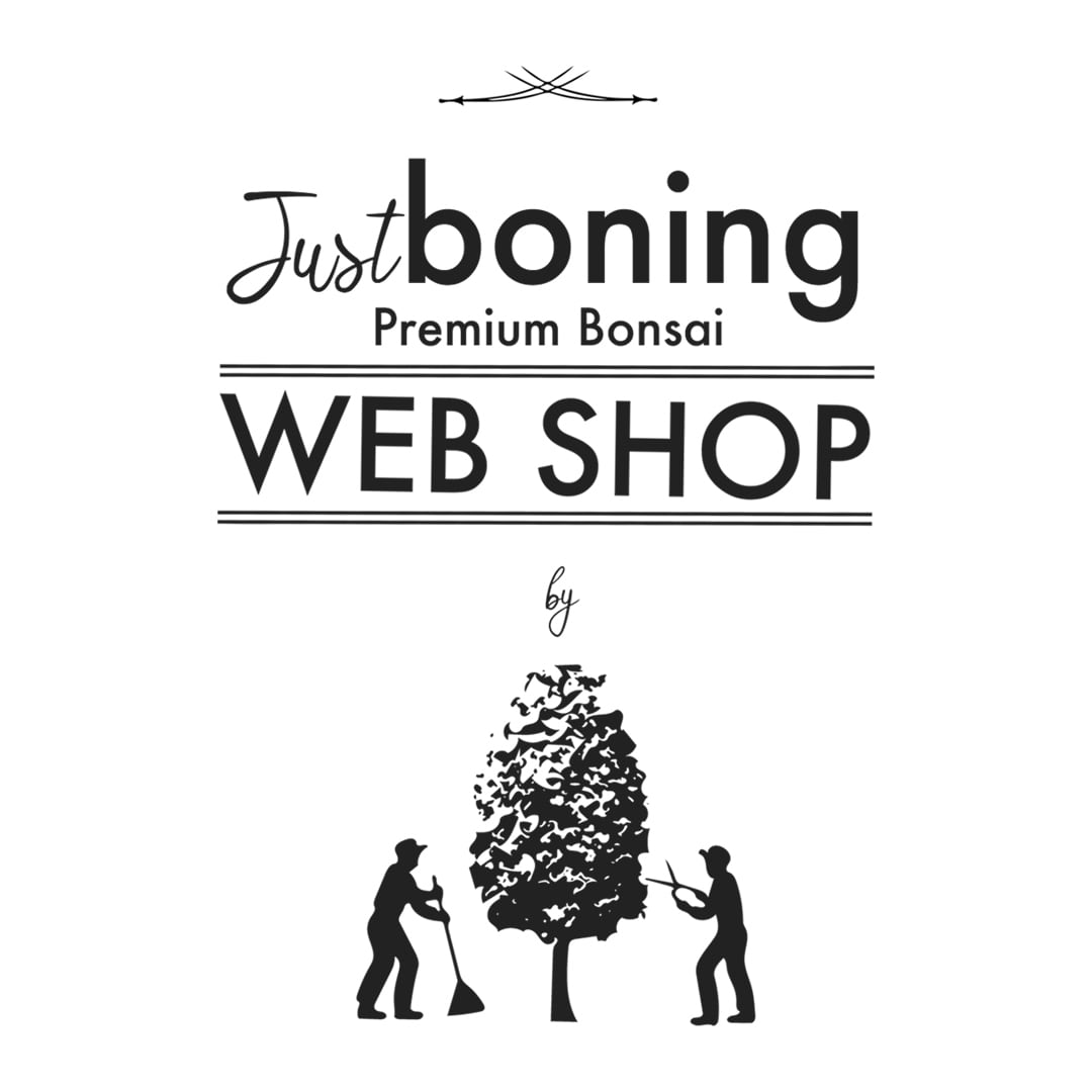 三河黒松豆盆栽 | Just boning Premium Bonsai by Season's 三河黒松豆盆栽 | Just boning Premium Bonsai by Season's