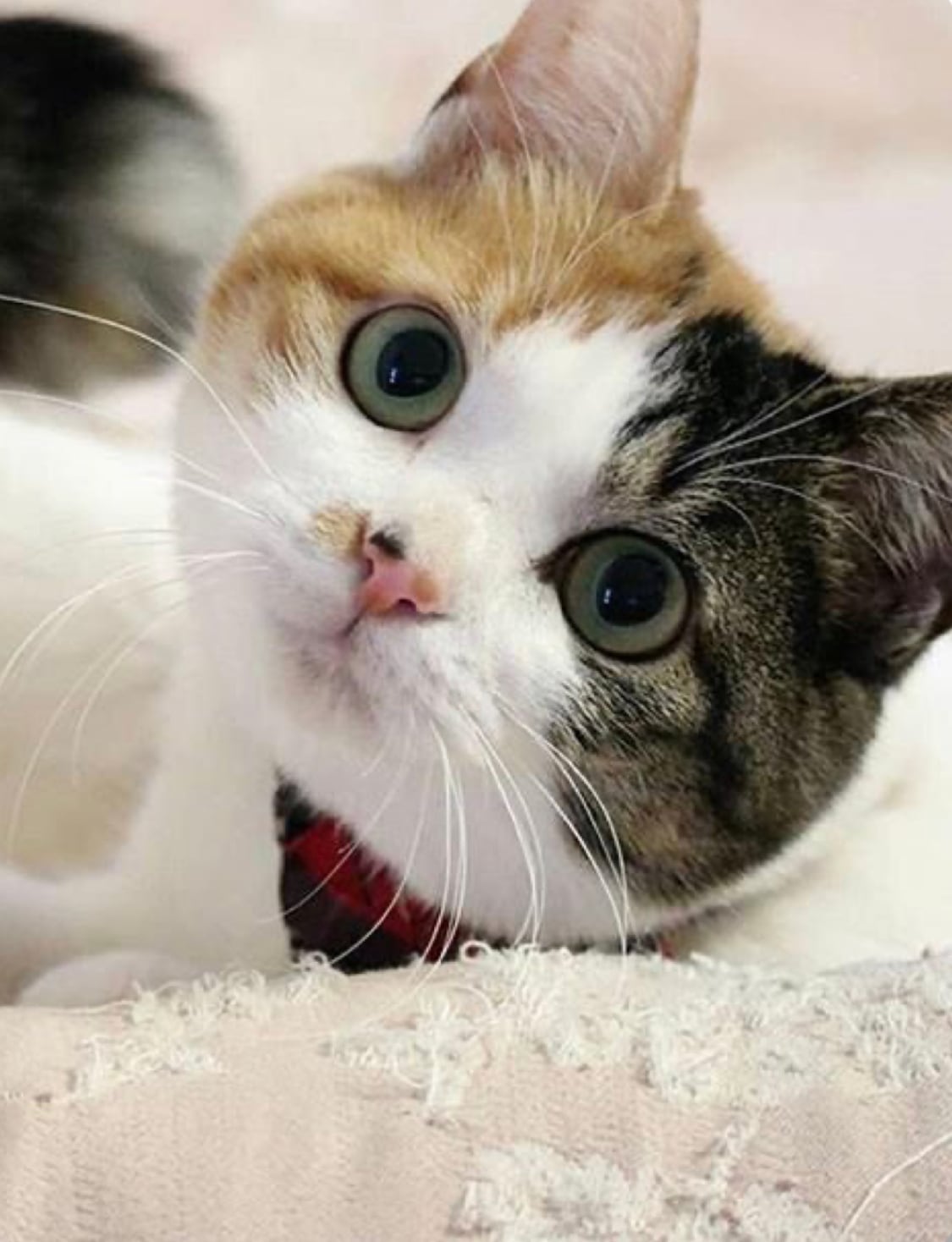 ダイヤモンドCAT