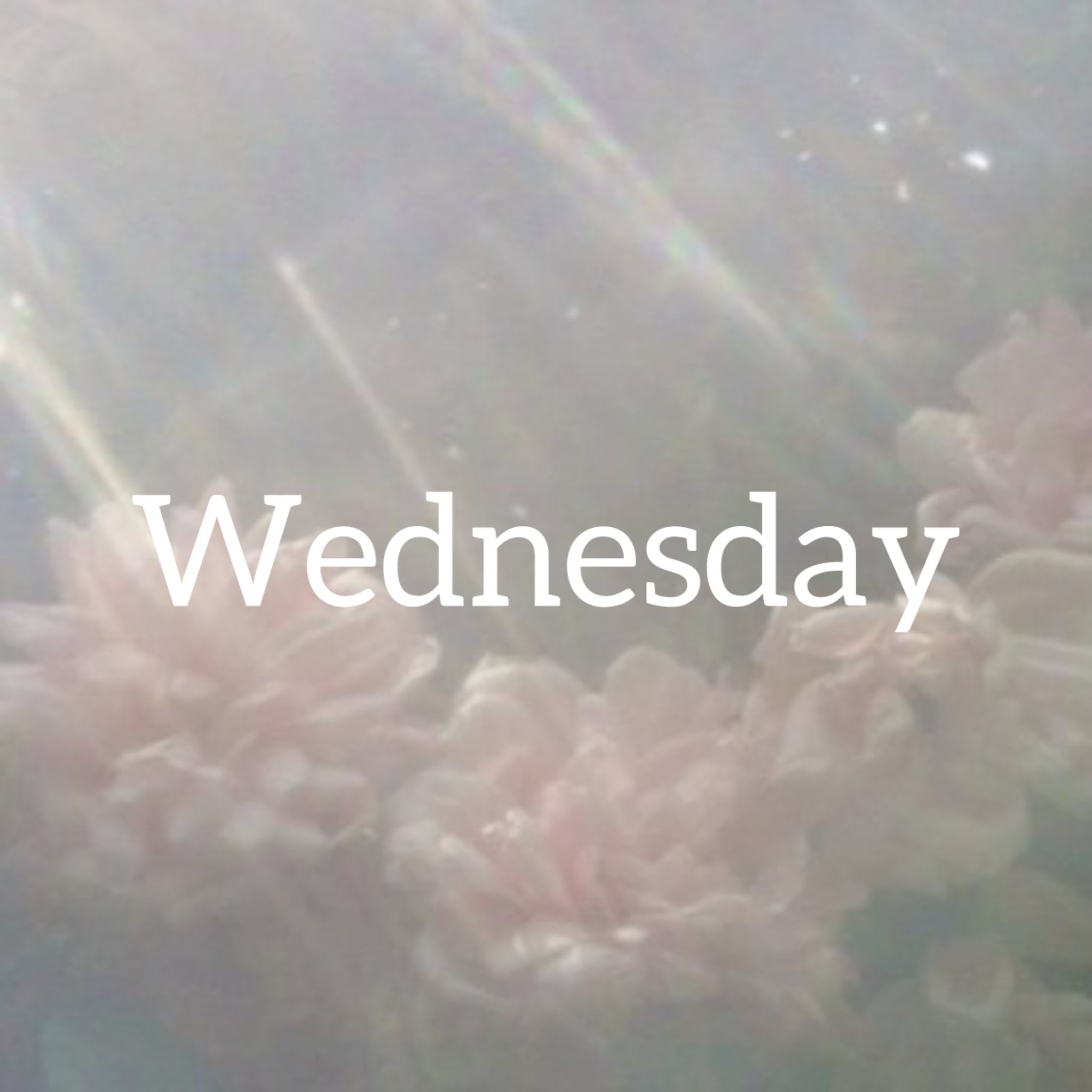 Wednesday
