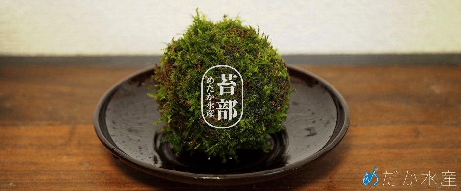 めだか水産 苔部