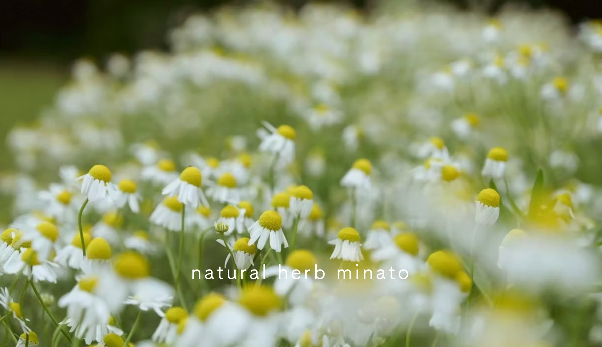 natural herb minato