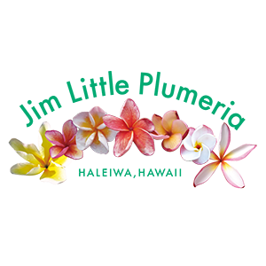 Jim Little Plumeria JAPAN