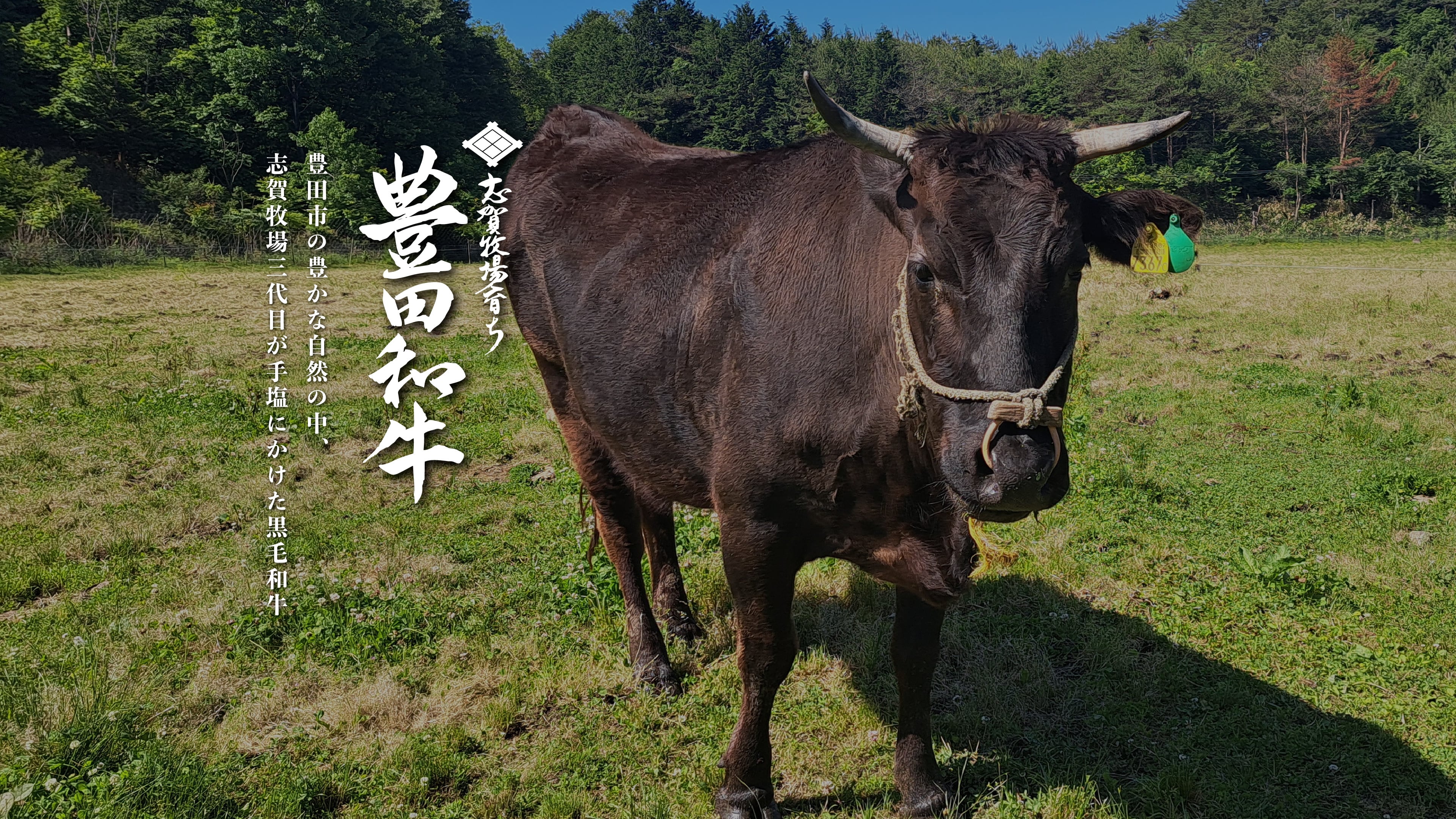 志賀牧場育ち豊田和牛