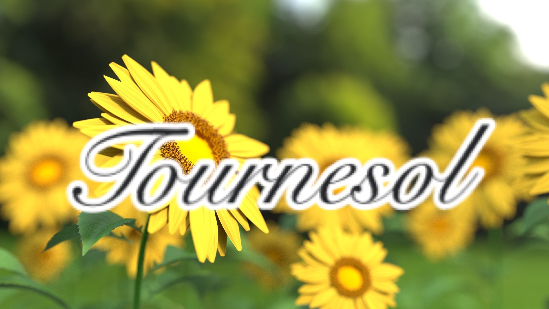 Tournesol