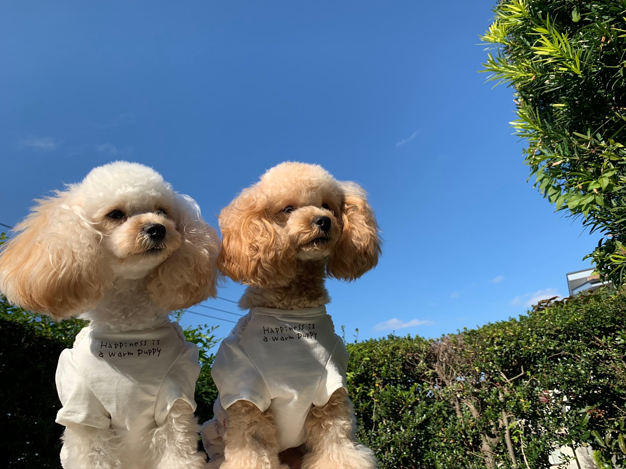 犬服・アクセサリー SORA Solgra（ソルグラ） – WAN VOYAGE（ワンボヤージュ）- お洒落なドッグ