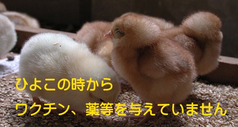 本物の平飼い卵　マツダファーム
