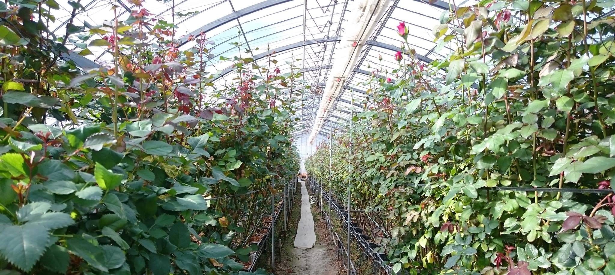 Ouchi Rose Farm