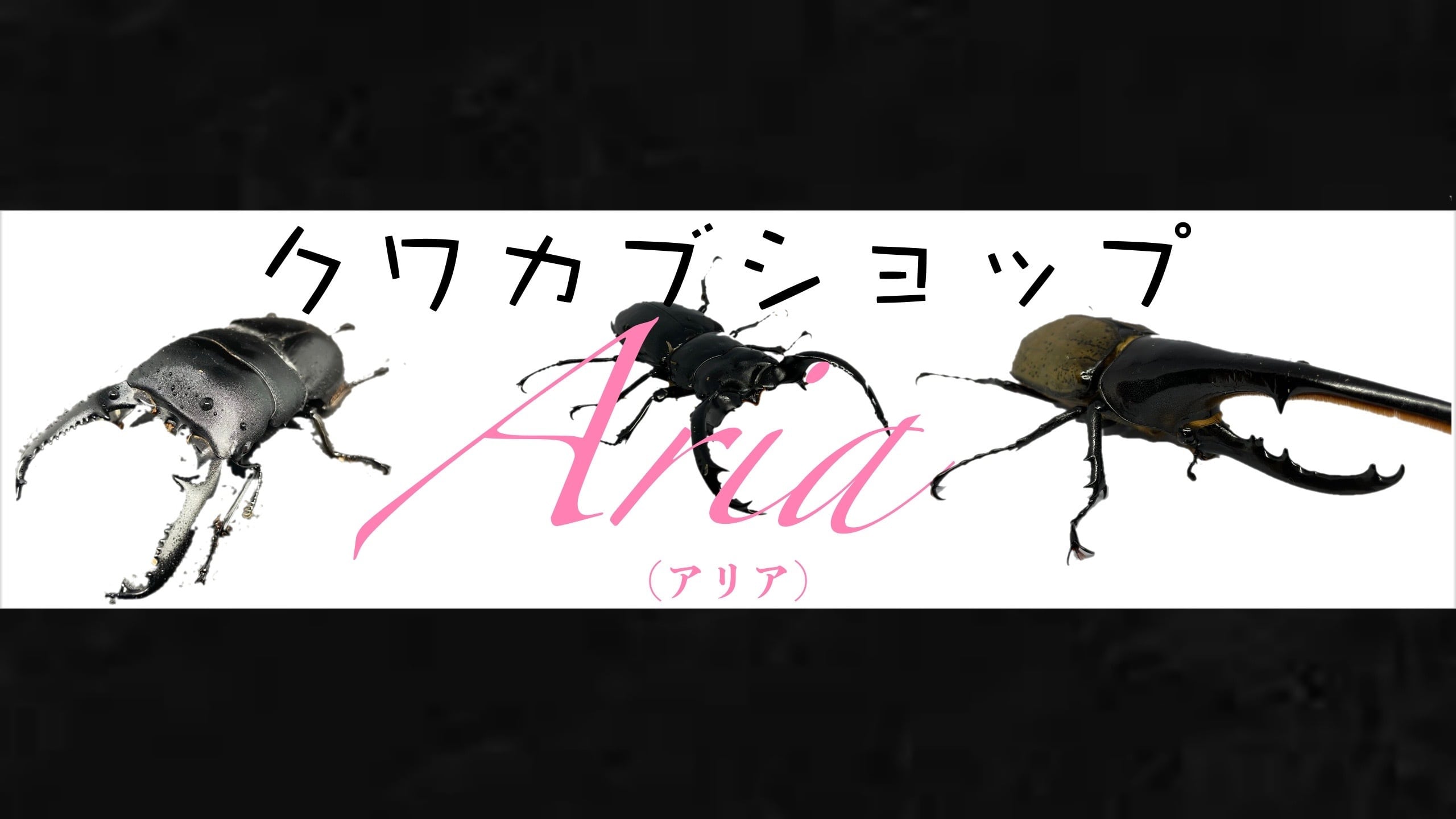 クワカブショップ (Aria)アリア