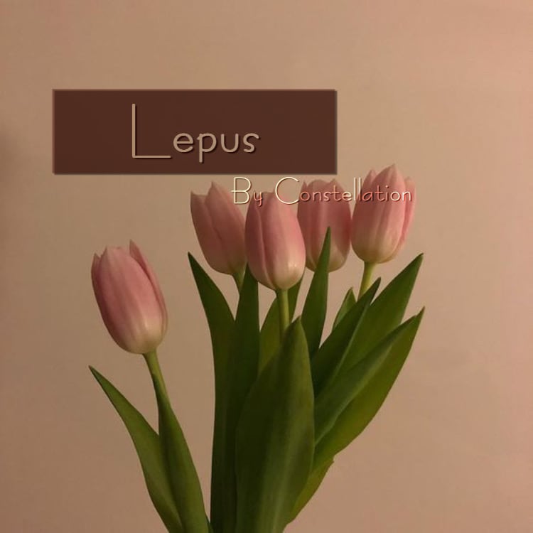-Ladies clothes-  Lepus By Constellation 