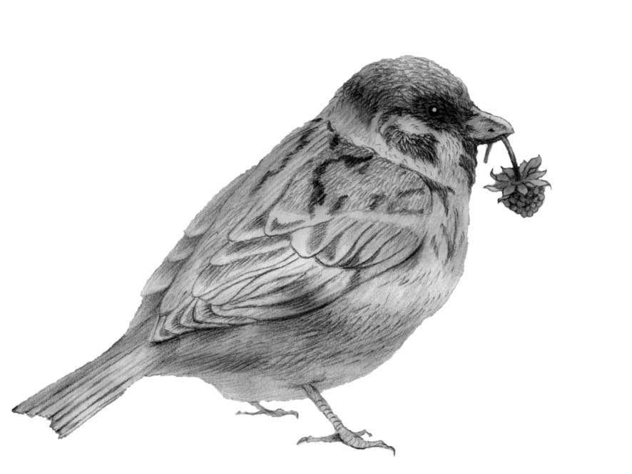 鉛筆画 人物画 めぐ 鉛筆画 モデルをお願いして描かせて頂きました 人物画