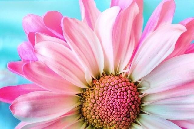 心花～cocoka～