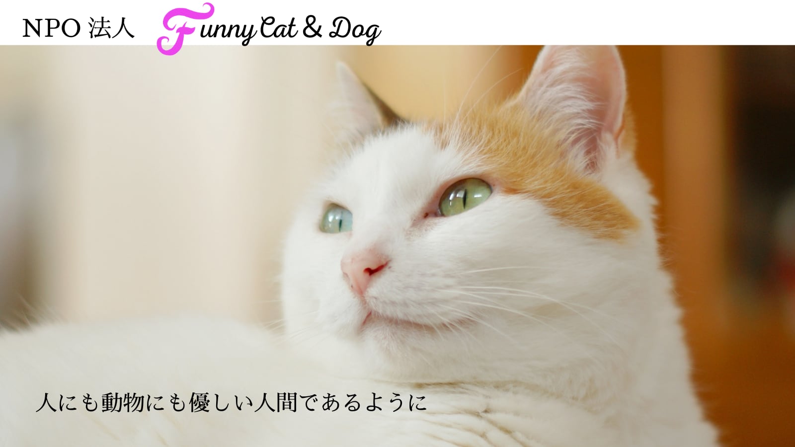 funnyCat SHOP