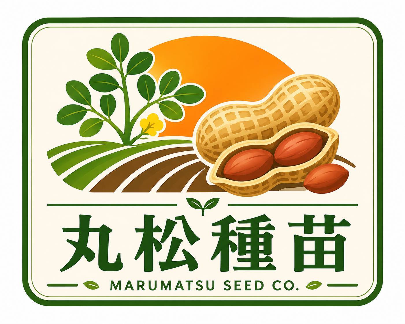 落花生のタネ　　丸松種苗