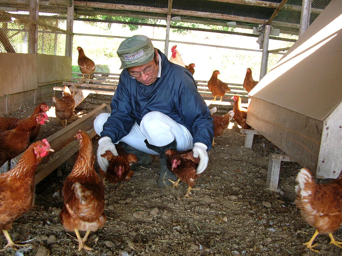 本物の平飼い卵　マツダファーム