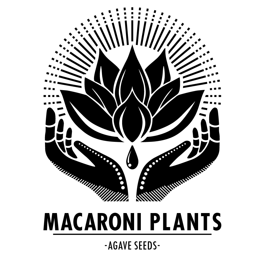 MACARONI PLANTS（マカロニプランツ）