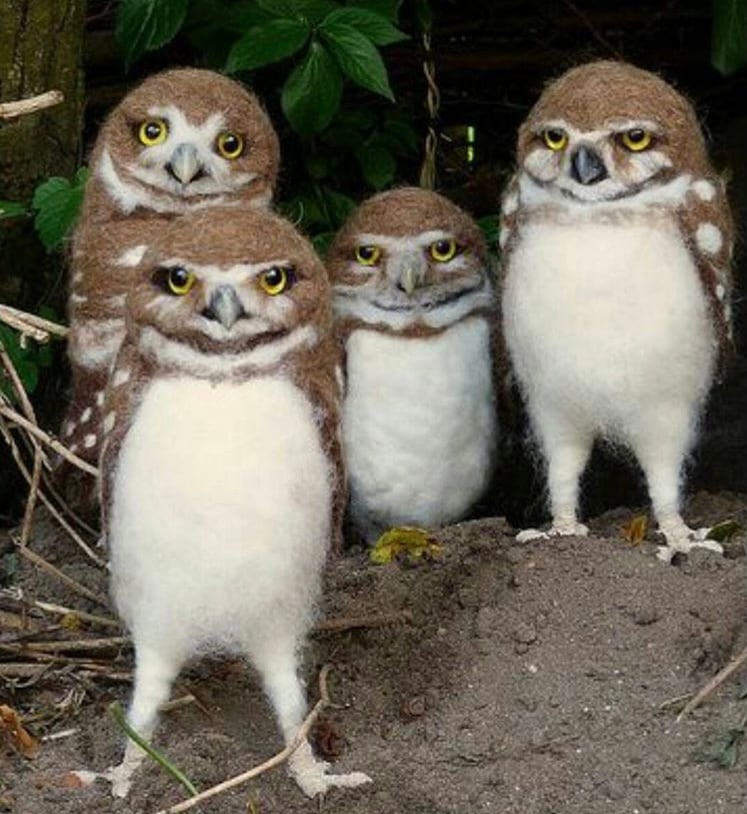 Little Owl