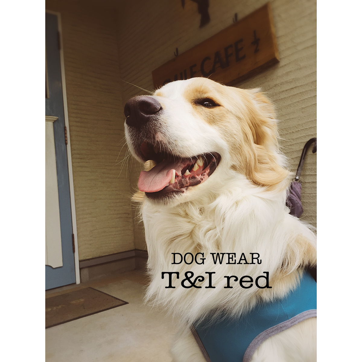 ABOUT DOG WEAR T I Red about-dog-wear-t-i-red