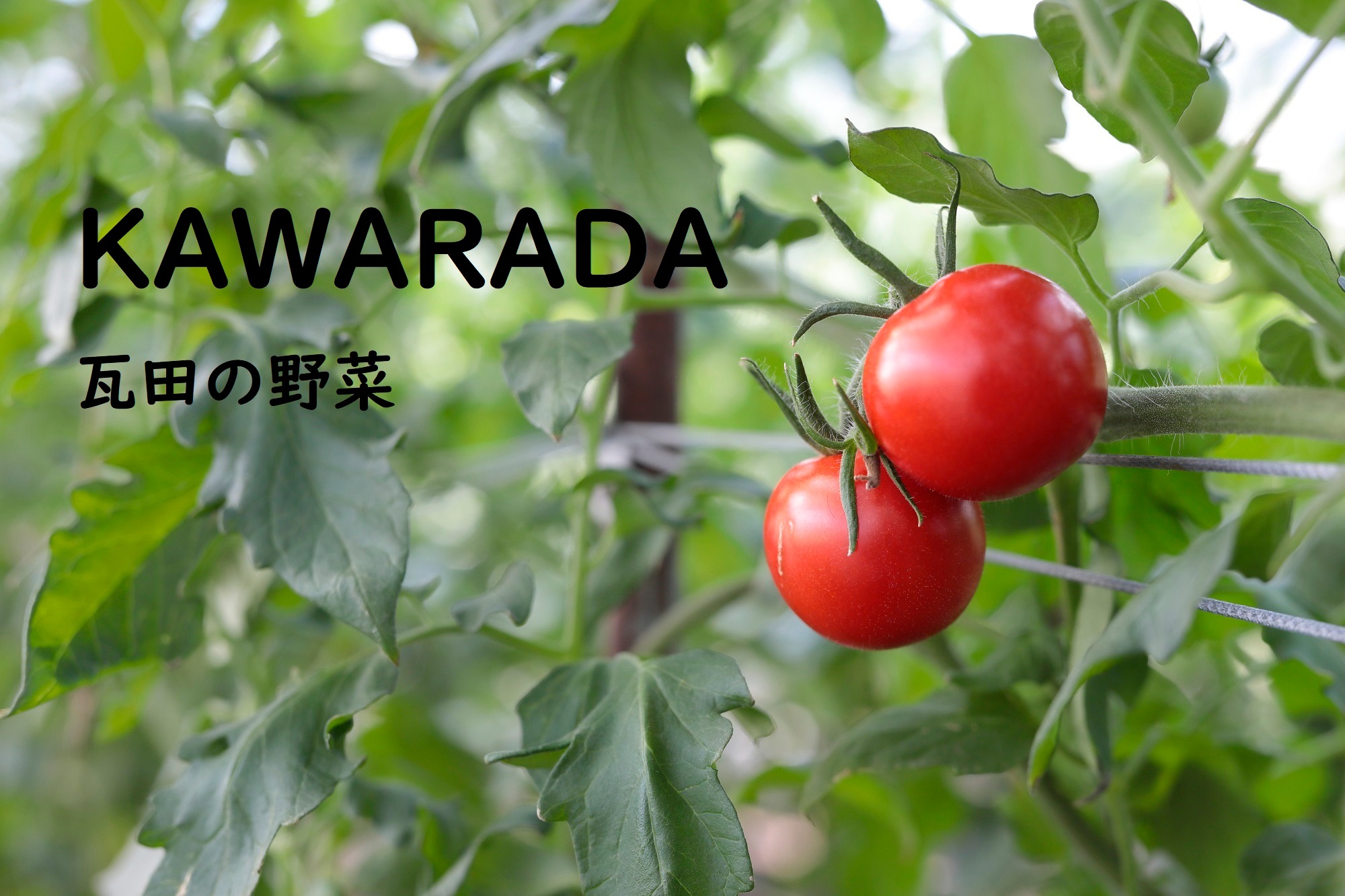 kawarada　瓦田の野菜