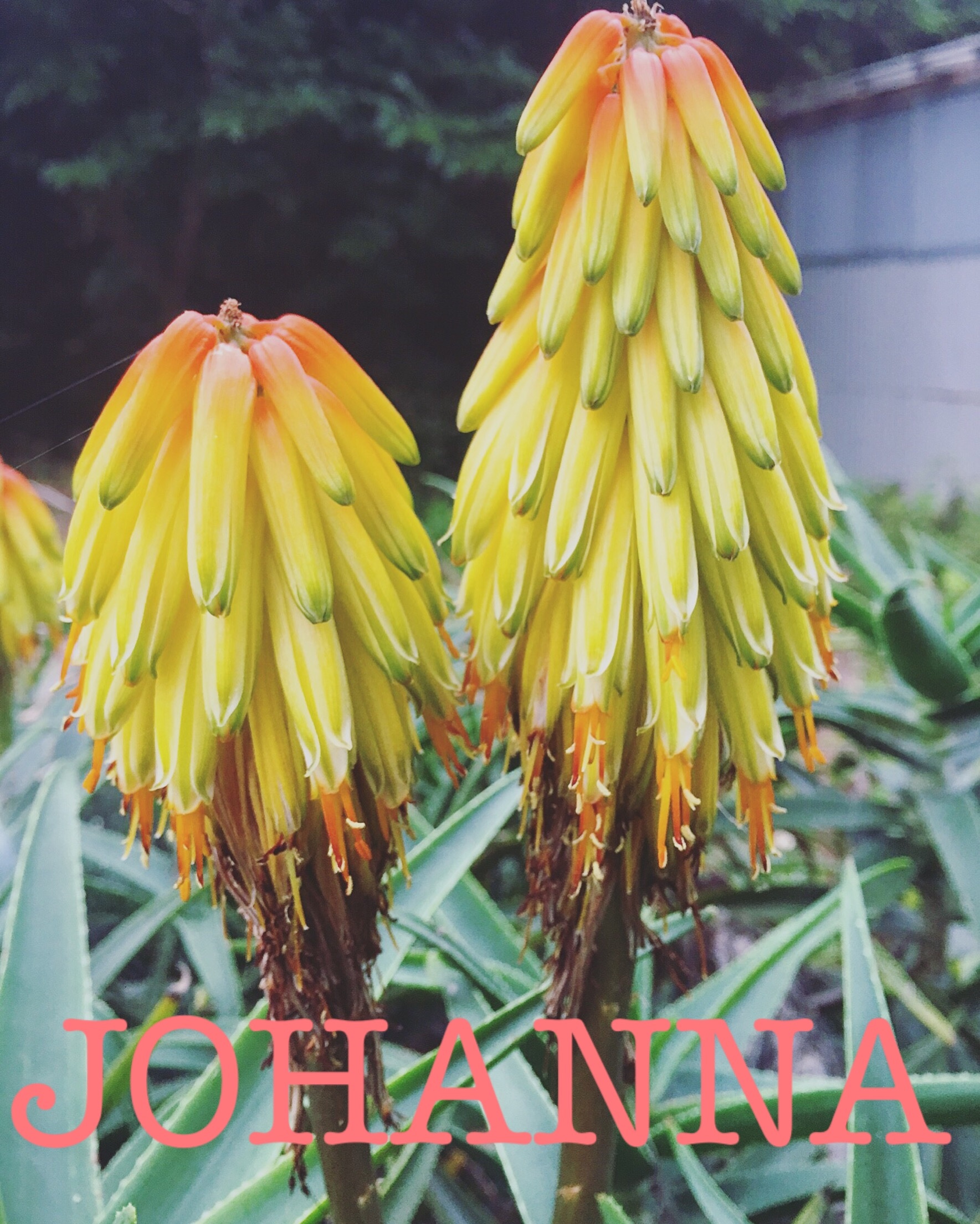 JOHANNA*