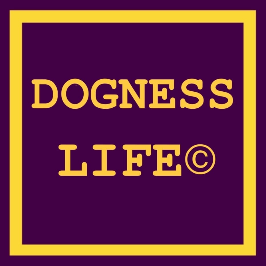 DOGNESS LIFE©︎