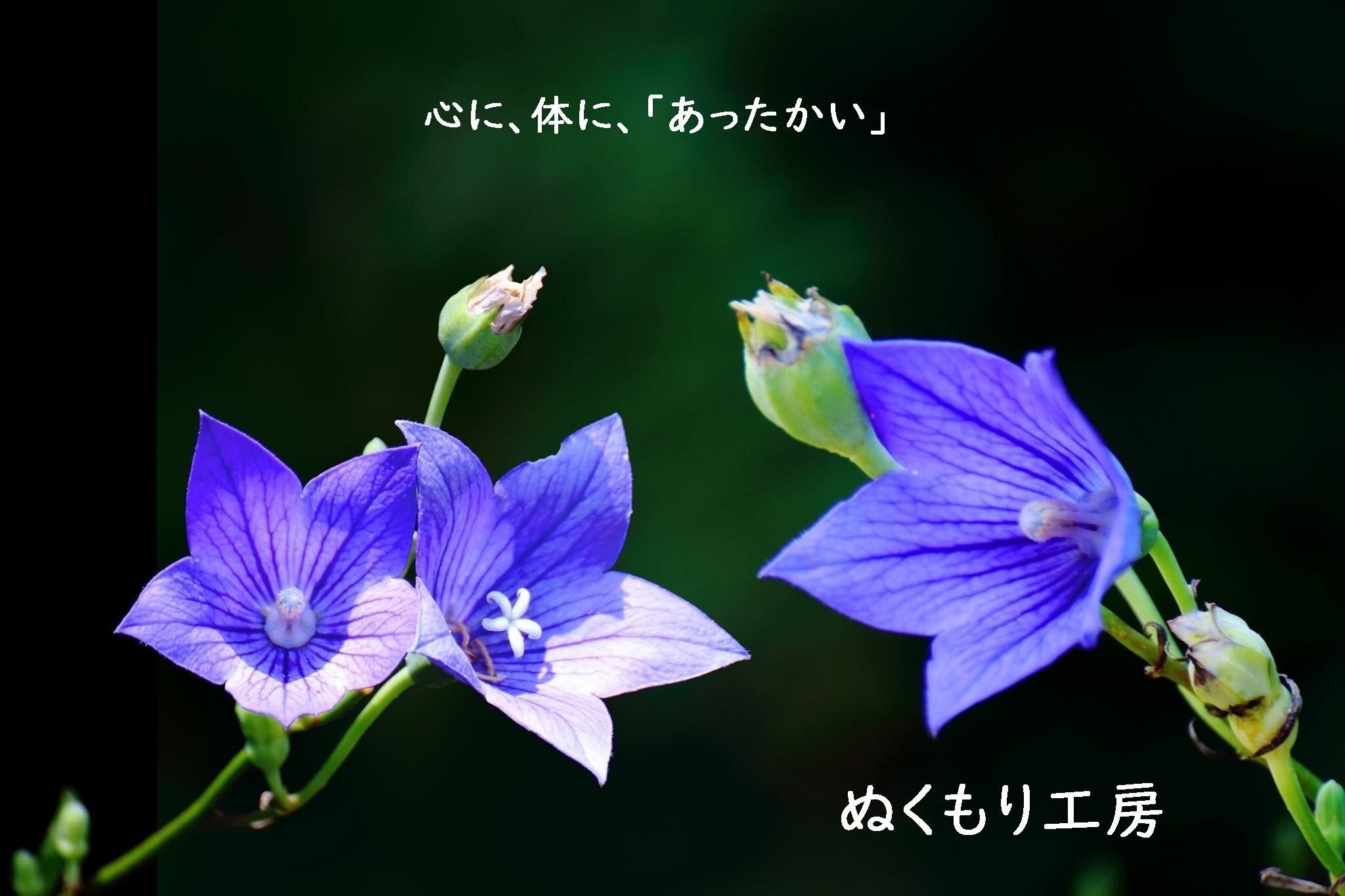 ぬくもり工房
