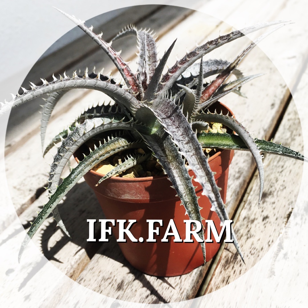 ifk.farm