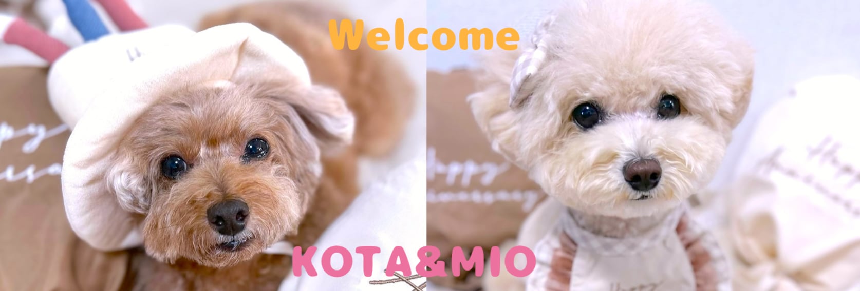 トイプードル虎太郎＆三桜公式SHOP