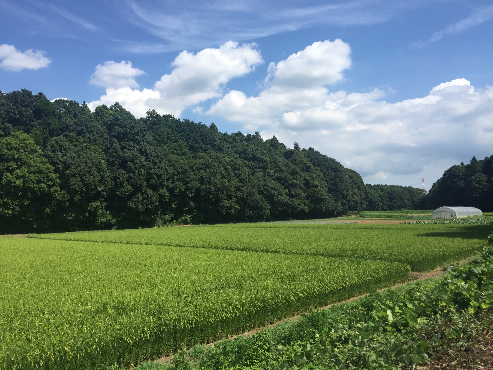 EGUCHI RICE FARM 