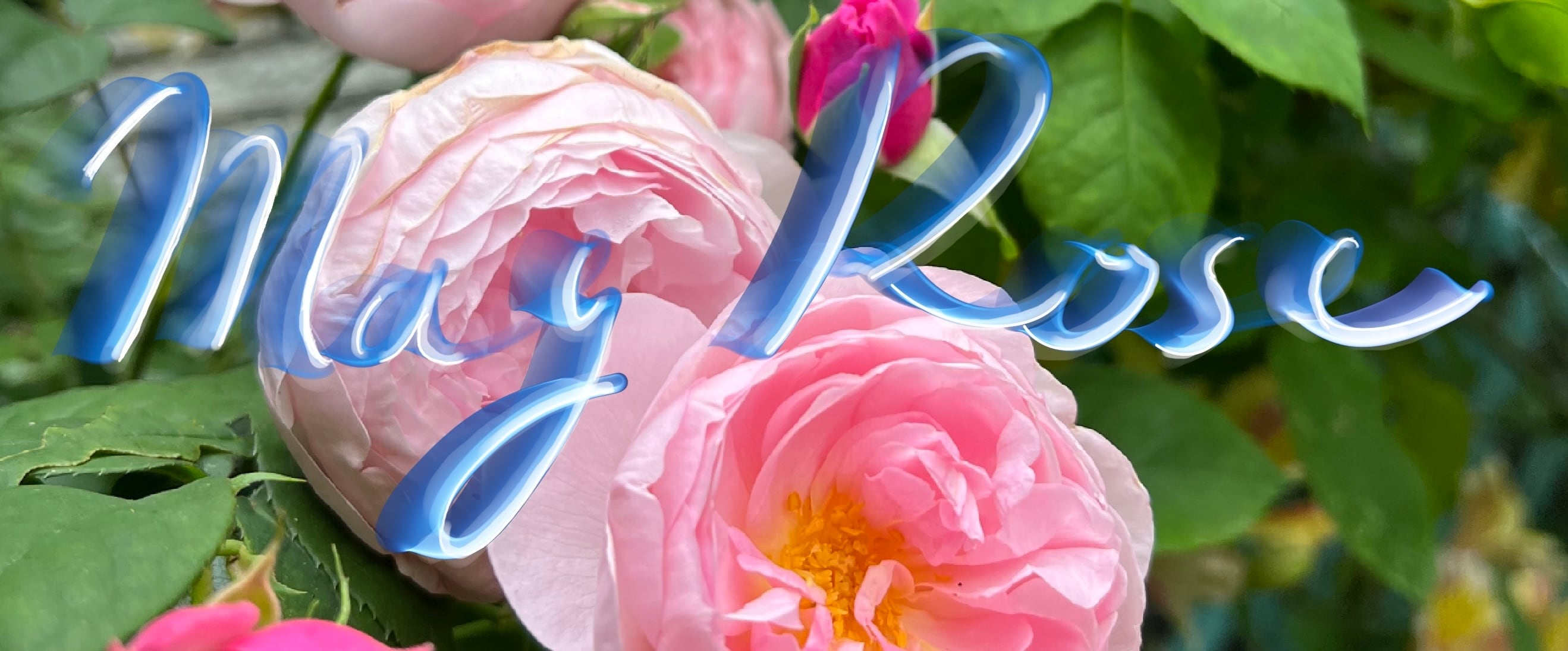 mayrose