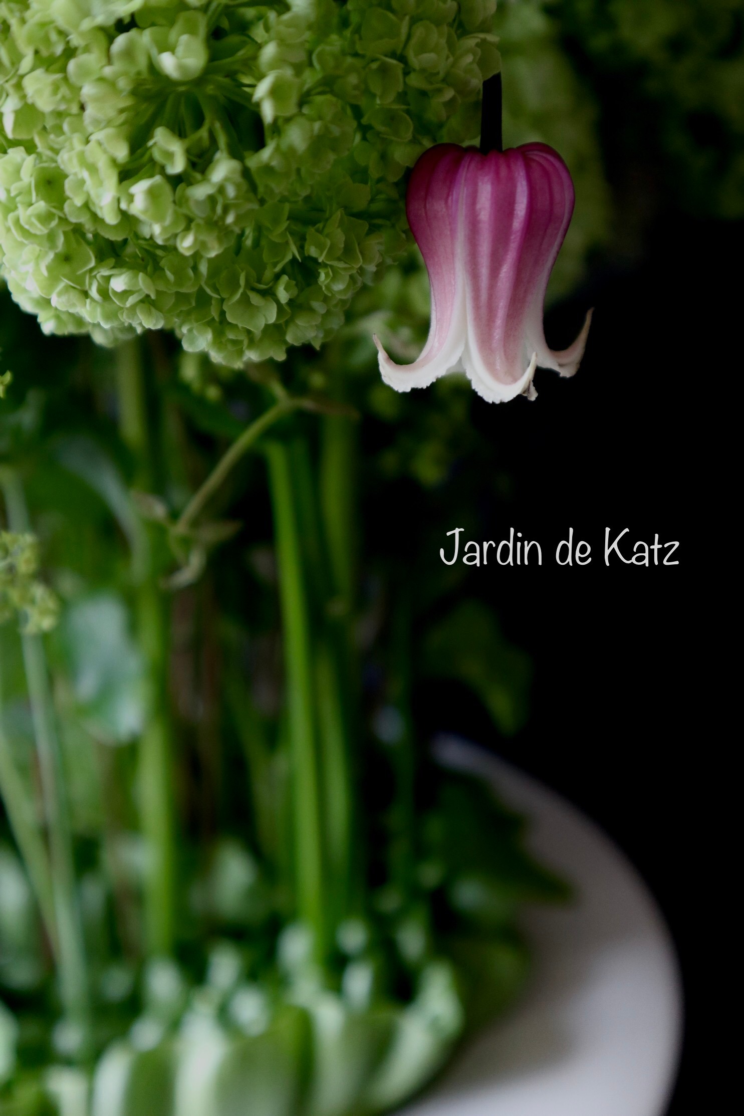 Jardin de Katz produced by hiro Nakajoh
