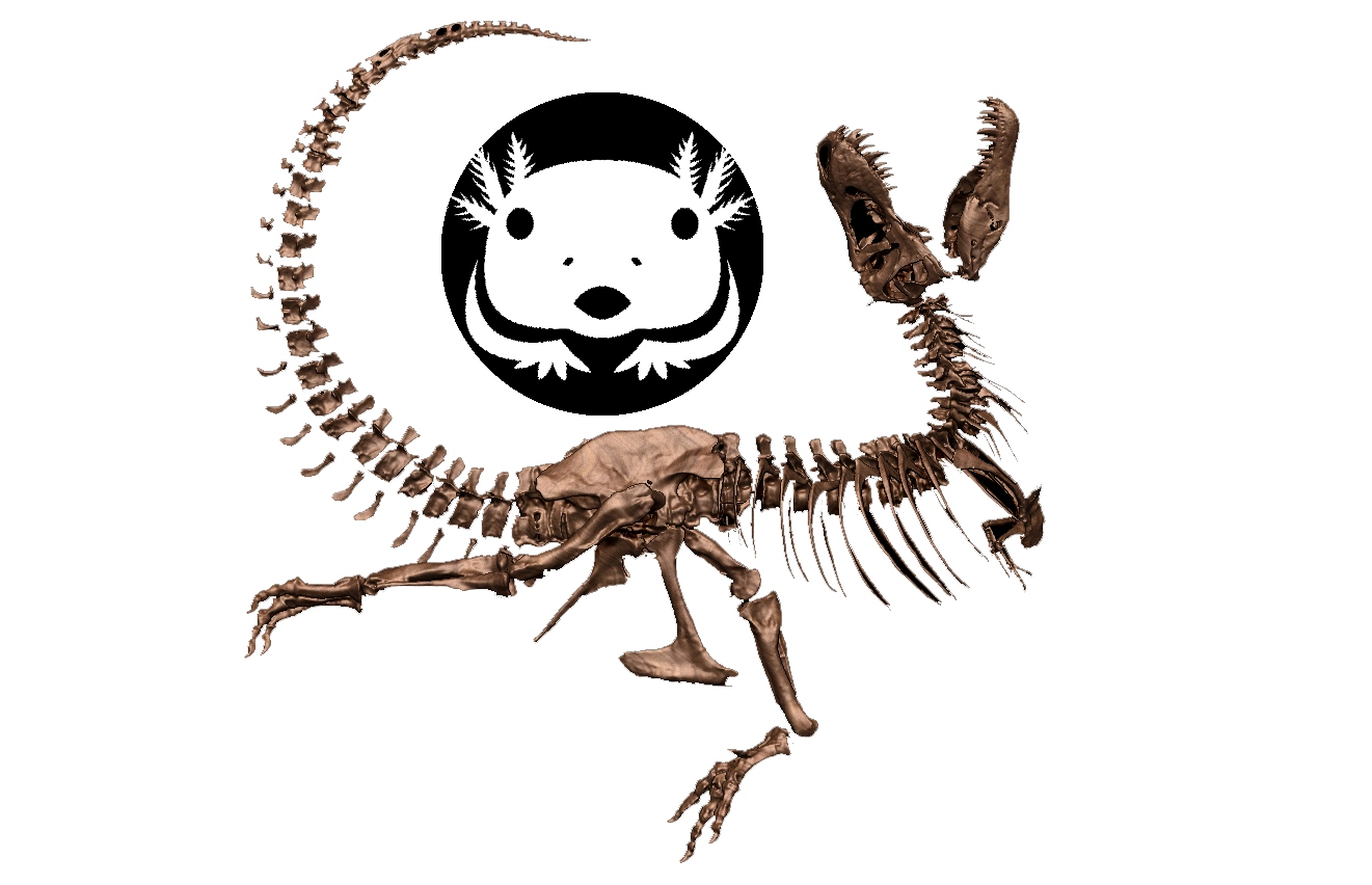 化石・恐竜　アンフィ