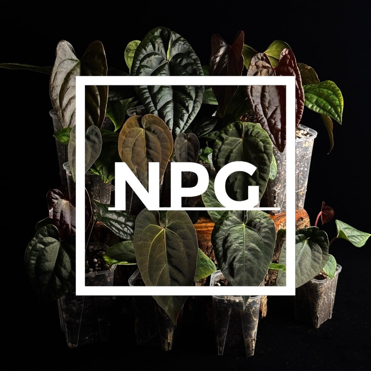 Nori Plants Garden 
