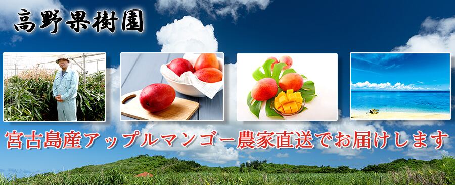 摘果マンゴー13㎏県外向け送料込み | 高野果樹園