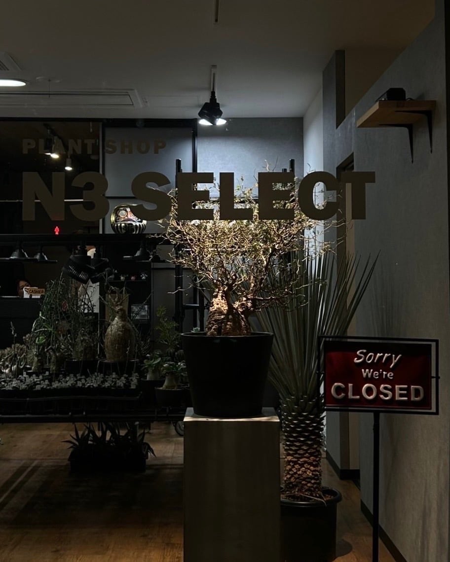 N3SELECT【塊根植物.グラキリス.珍奇植物.観葉植物.専門店】専門　