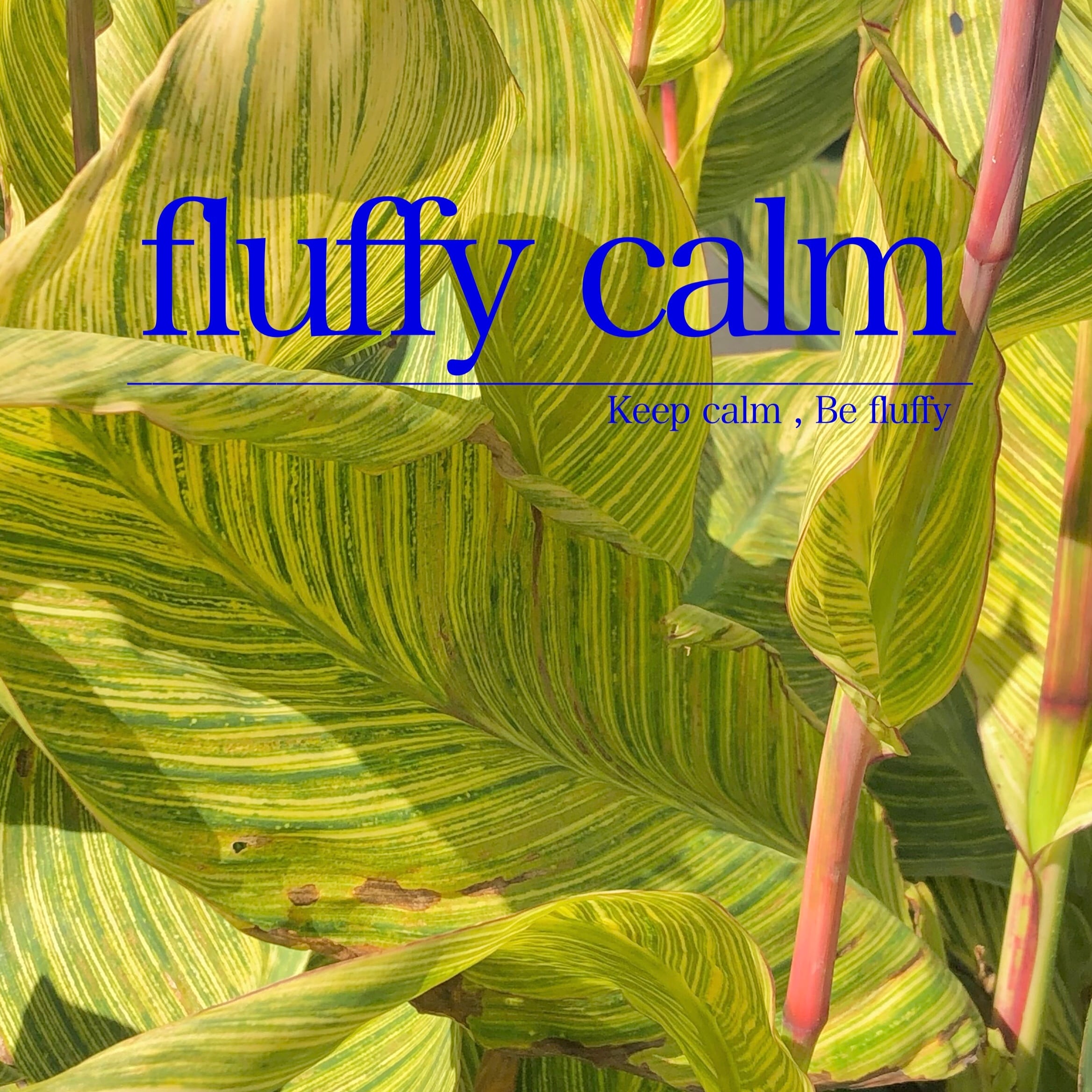 fluffycalm