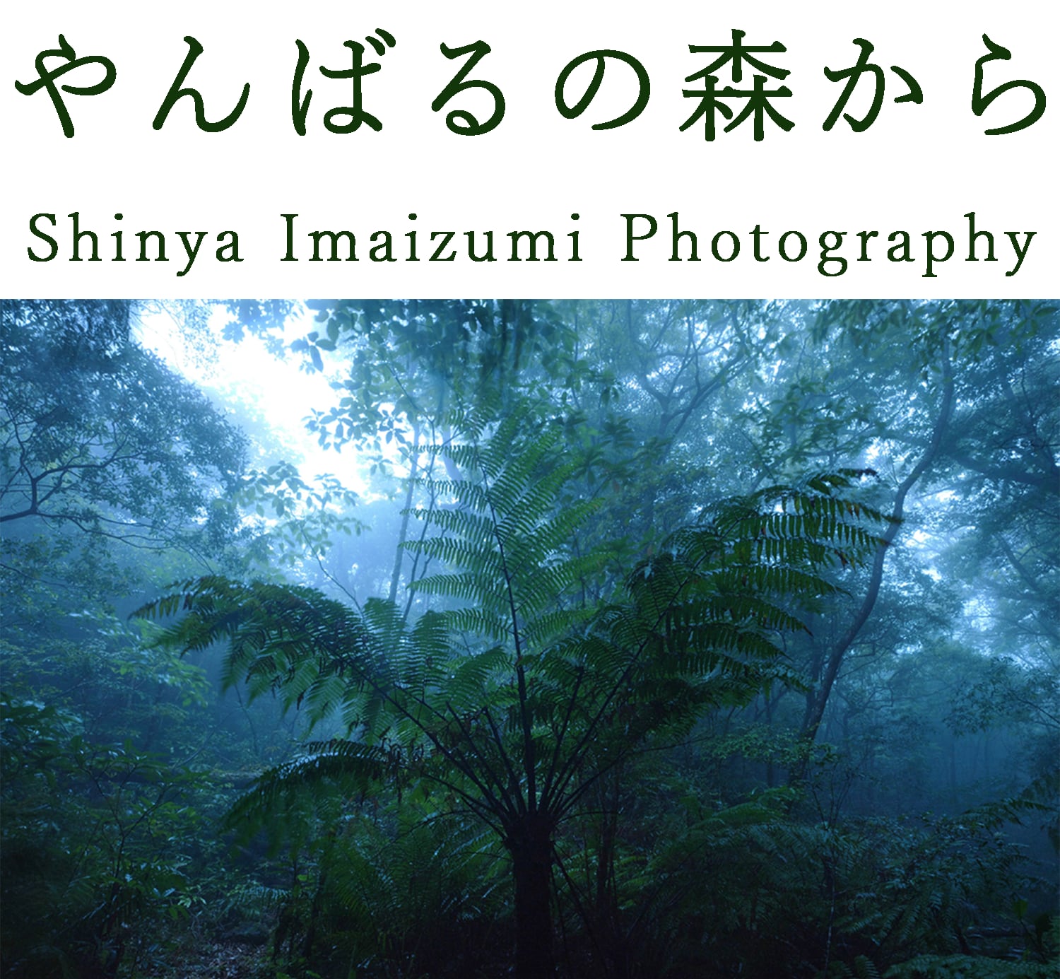 やんばるの森から　Shinyaimaizumi Photo Gallery