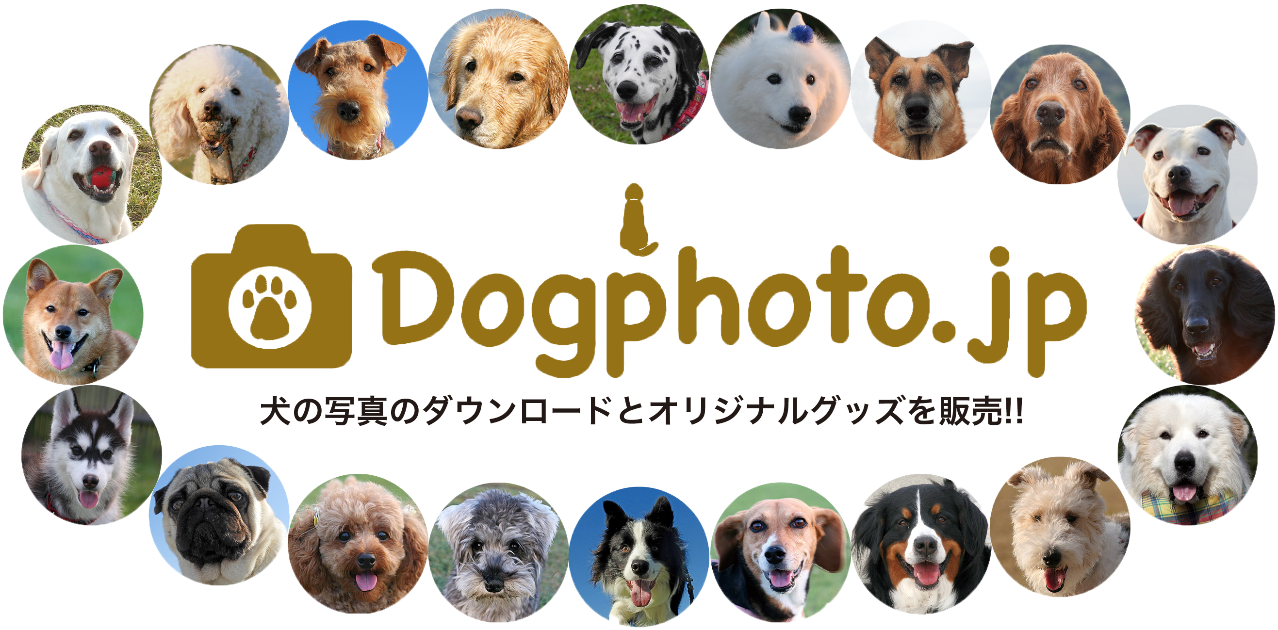 Dogphoto.jp